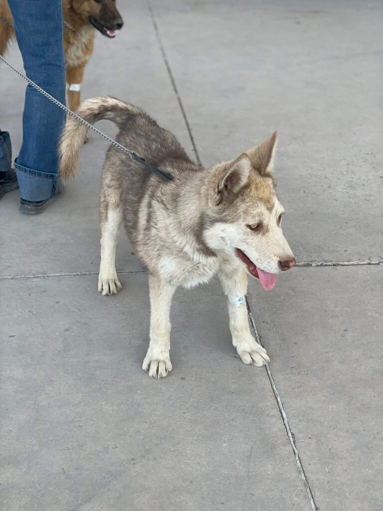 Bienestar Animal