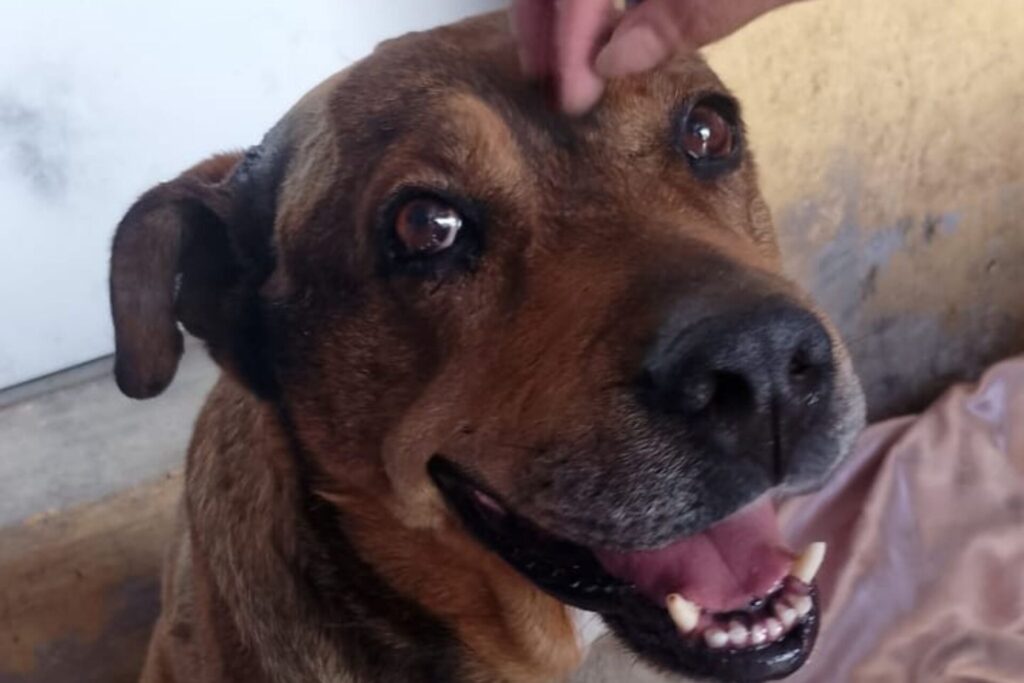 Centro de Bienestar Animal de Cuautlancingo atiende a lomito agredido